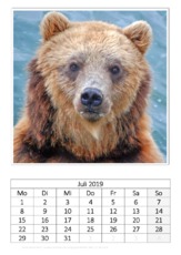 Juli_Kamtschatkabär_1.pdf
